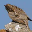 Image of Rock Sparrow