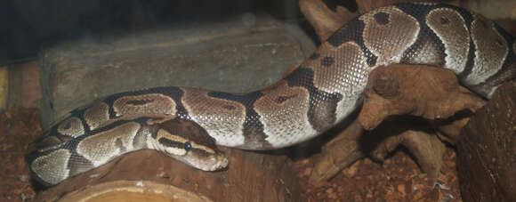 Image of Python Daudin 1803