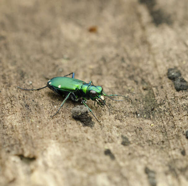 صورة Cicindela (Cicindela) sexguttata Fabricius 1775