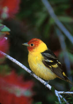 Image of Western Tanager