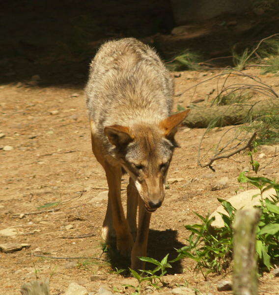 Image of Red wolf