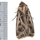 Image of Dingy Cutworm Moth