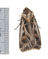 Image of Dingy Cutworm Moth