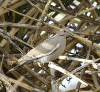 Image of White-winged Dove