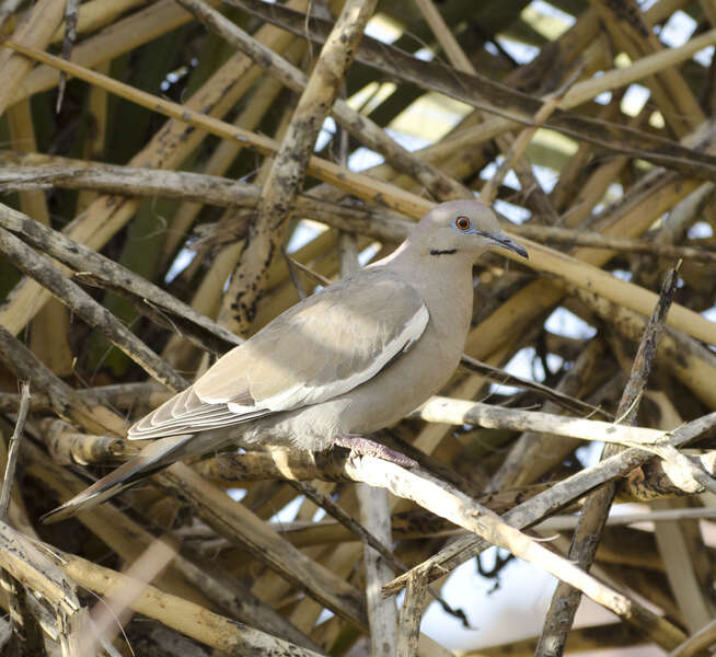 Image de Tourterelle à ailes blanches