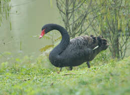 Image of Black Swan