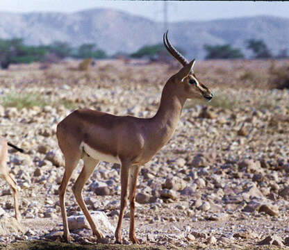 Image of Mountain Gazelle