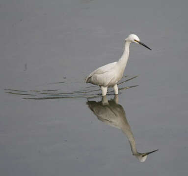 Image of Little Egret