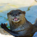 Image of Oriental small-clawed otter