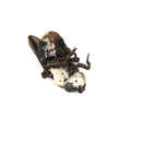 Image of Mouse Bot Fly