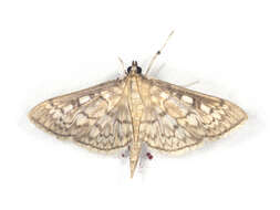 Image of Zigzag Herpetogramma