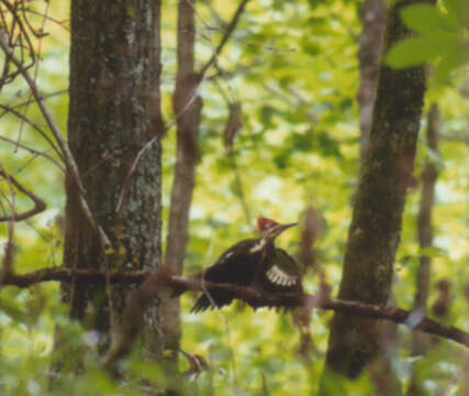 Image of Pileated Woodpecker