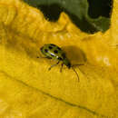 Image of Spotted Cucumber Beetle