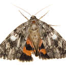 Image of Ilia Underwing