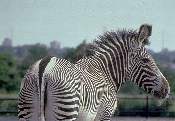 Image of Grevy's Zebra