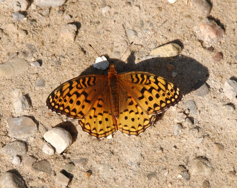 Image of Aphrodite Fritillary