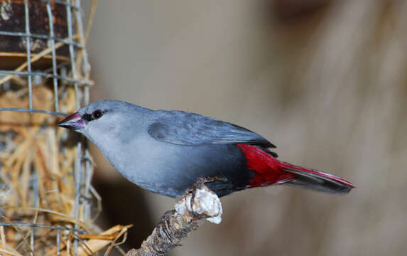 Image of Estrilda caerulescens