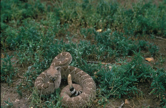 Image of Western Diamond-backed Rattlesnake