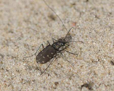 Image of Hairy-necked Tiger Beetle