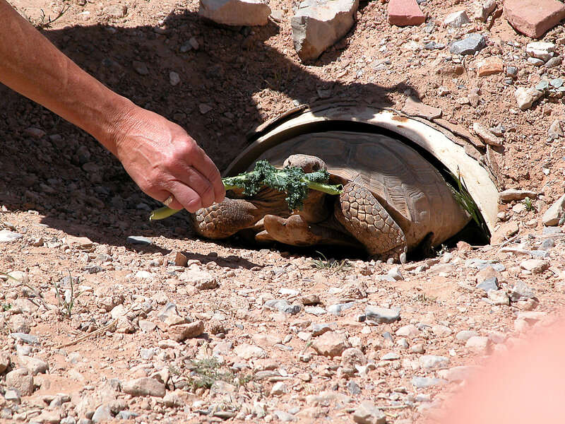 Image of Gopher Tortoises