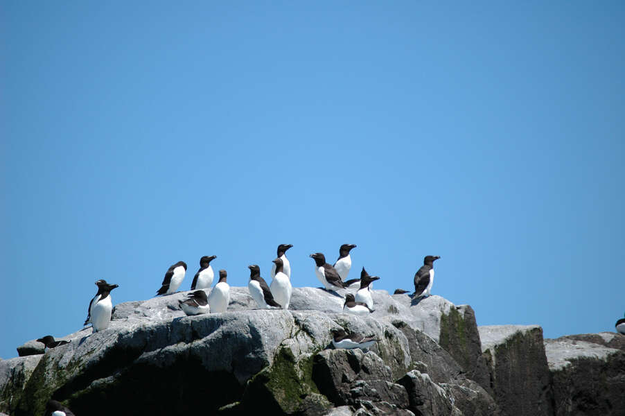 Image of Razorbill