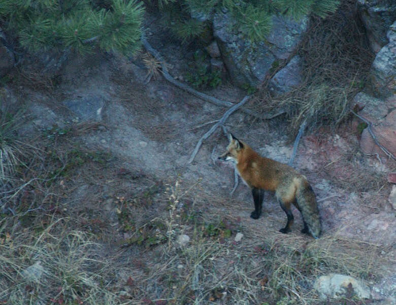 Image of fox, red fox