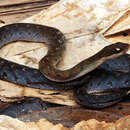 Image of Royal Ground Snake