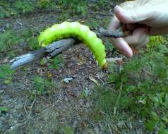 Image of Tussah moths