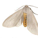 Image of Milkweed Tussock Moth