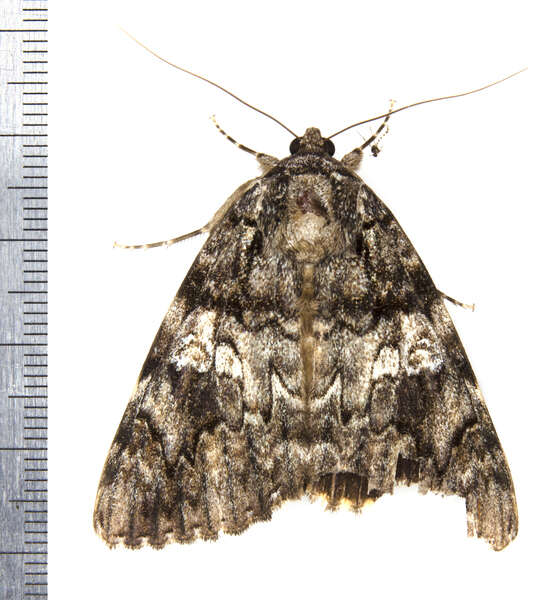 Image of Ilia Underwing