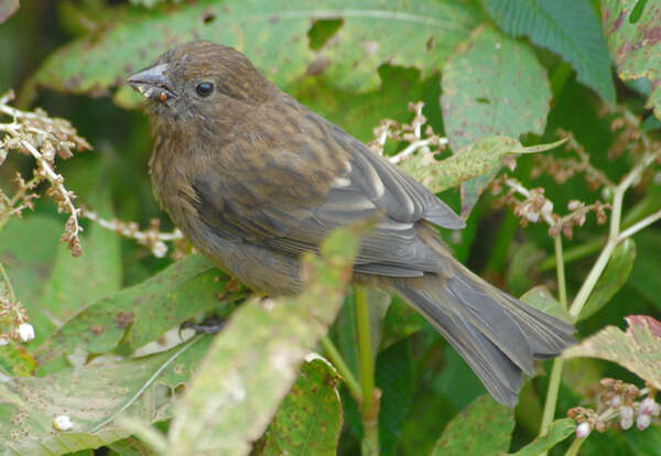 Image of Vinaceous Rosefinch