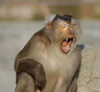 Image of Pig-Tail Macaque