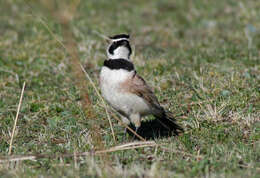 Image of Horned Lark