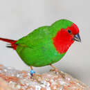 Image of Red-throated Parrot-Finch