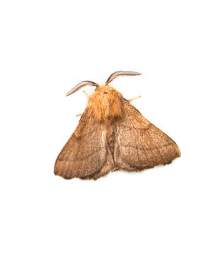 Image of Forest Tent Caterpillar Moth