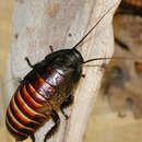 Image of Madagascan hissing cockroach