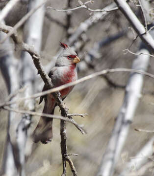 Imagem de Cardinalis sinuatus Bonaparte 1838