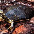 Image of Chicken turtle