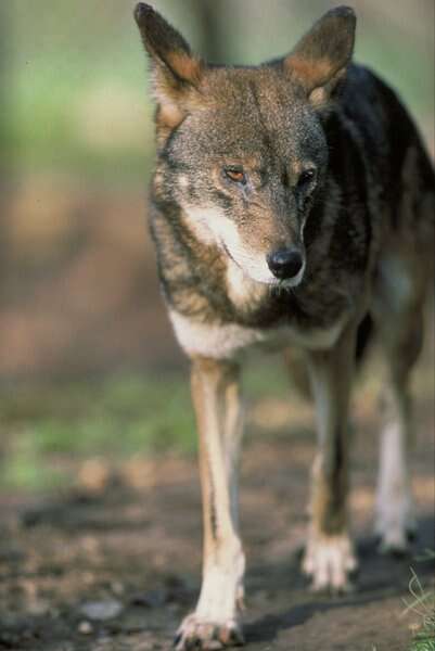 Image of Red wolf