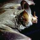 Image of Big-eared Wooly Bat