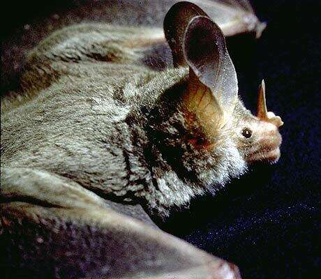 Image of big-eared woolly bat