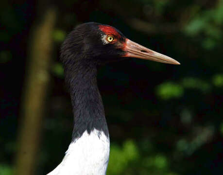 Image of Black-necked Crane