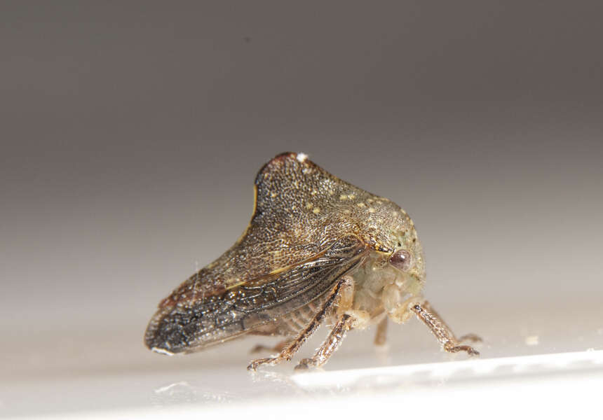 Image of Membracidae