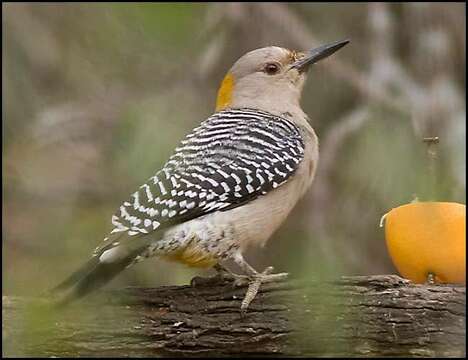 Image of Golden-fronted Woodpecker