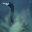 Image of Red-faced Cormorant