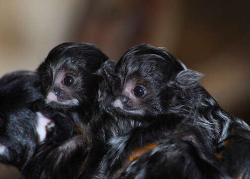 Image of Red-bellied Tamarin