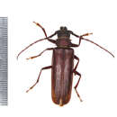 Orthosoma brunneum (Forster 1771) resmi