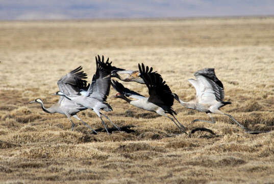 Image of Common Crane