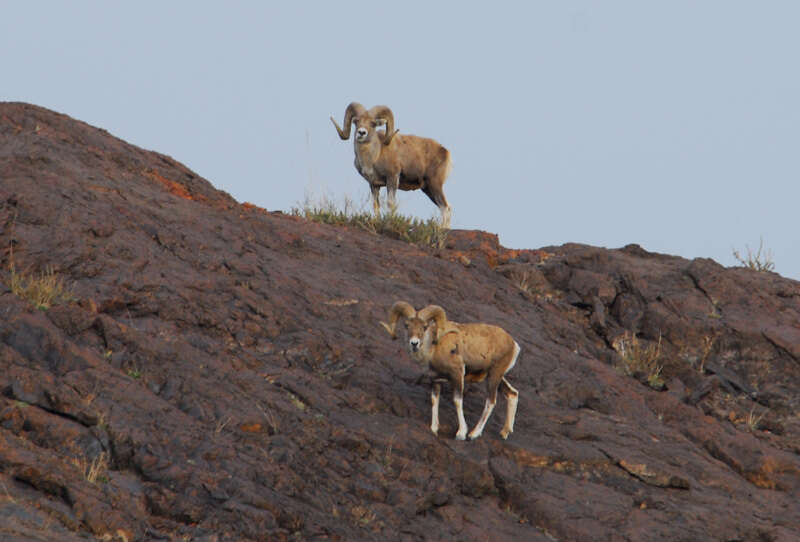 Image of argali, mouflon