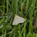 Image of Yellow-spotted Renia